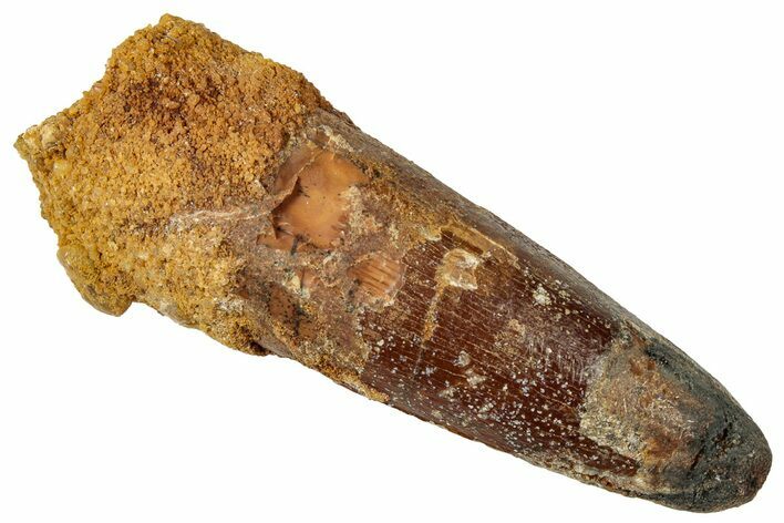 Fossil Spinosaurus Tooth - Real Dinosaur Tooth #329521